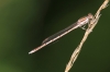 J01_3596 Sympecma fusca male